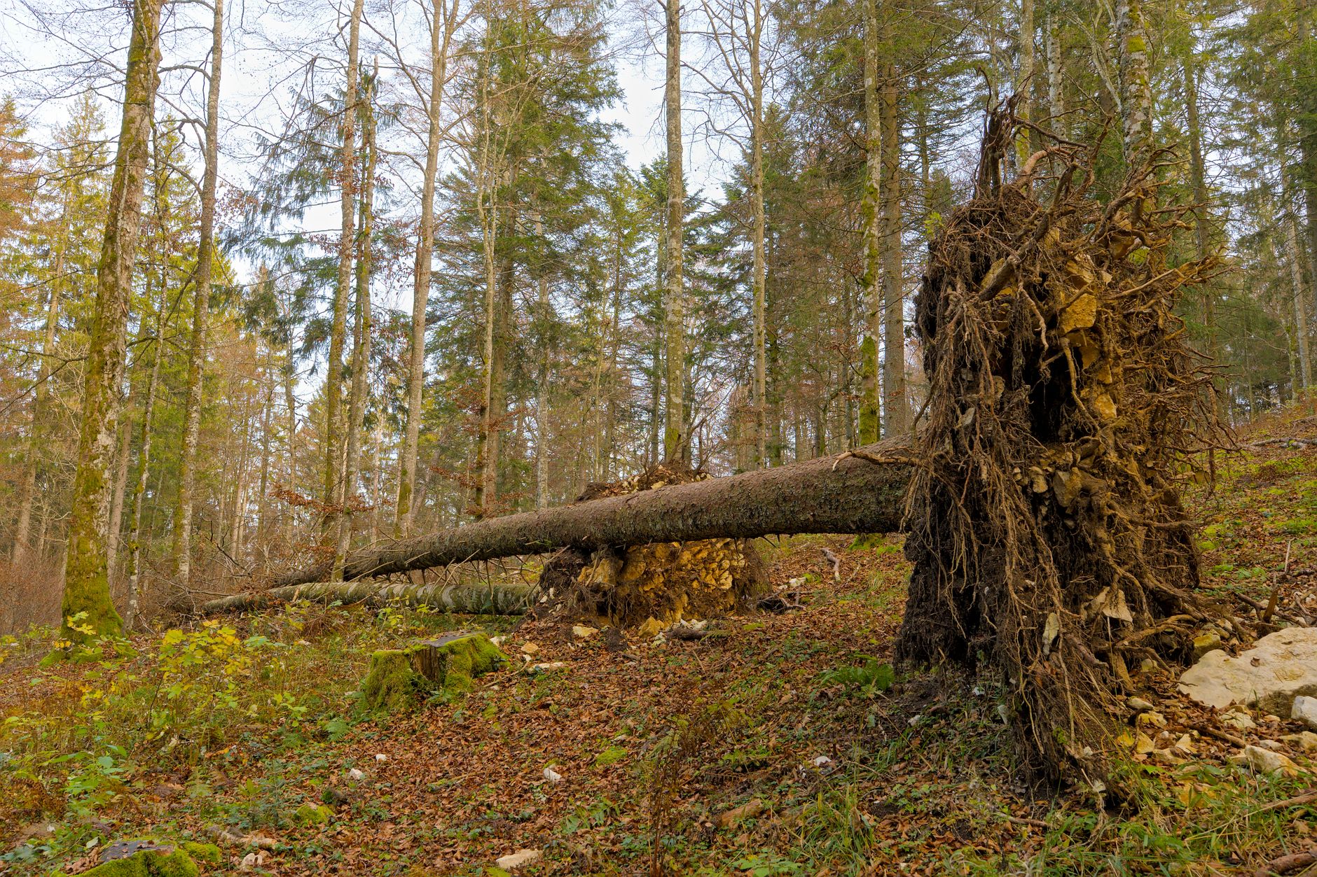 Enlèvement arbre urgence équipe à Fontenay-aux-Roses
